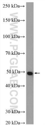 PSMC2 Antibody in Western Blot (WB)