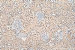 PSME3 Antibody in Immunohistochemistry (Paraffin) (IHC (P))