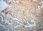 QDPR Antibody in Immunohistochemistry (Paraffin) (IHC (P))