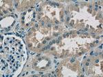 RPS26 Antibody in Immunohistochemistry (Paraffin) (IHC (P))