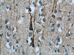 NDUFB7 Antibody in Immunohistochemistry (Paraffin) (IHC (P))