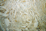 UROS Antibody in Immunohistochemistry (Paraffin) (IHC (P))