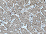 HN1 Antibody in Immunohistochemistry (Paraffin) (IHC (P))