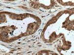 HN1 Antibody in Immunohistochemistry (Paraffin) (IHC (P))