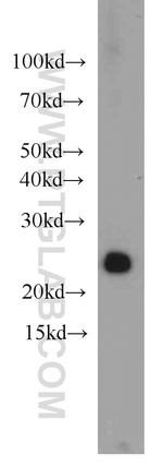 HN1 Antibody in Western Blot (WB)