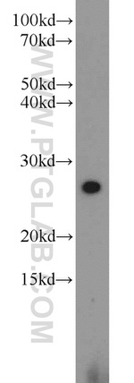 HN1 Antibody in Western Blot (WB)