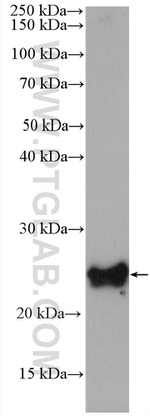 HN1 Antibody in Western Blot (WB)