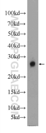 HN1 Antibody in Western Blot (WB)