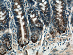 DDOST Antibody in Immunohistochemistry (Paraffin) (IHC (P))