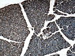 DDOST Antibody in Immunohistochemistry (Paraffin) (IHC (P))