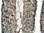 DDOST Antibody in Immunohistochemistry (Paraffin) (IHC (P))