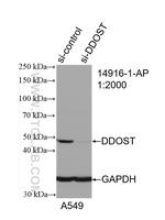 DDOST Antibody in Western Blot (WB)