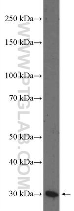 SCGN Antibody in Western Blot (WB)