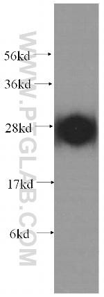 ATP6V1D Antibody in Western Blot (WB)