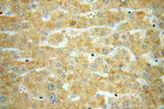 SUCLG1 Antibody in Immunohistochemistry (Paraffin) (IHC (P))