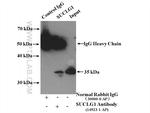 SUCLG1 Antibody in Immunoprecipitation (IP)