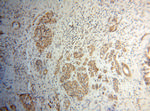ANAPC5 Antibody in Immunohistochemistry (Paraffin) (IHC (P))
