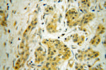 ANAPC5 Antibody in Immunohistochemistry (Paraffin) (IHC (P))