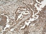 ANAPC5 Antibody in Immunohistochemistry (Paraffin) (IHC (P))