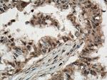 ANAPC5 Antibody in Immunohistochemistry (Paraffin) (IHC (P))