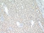 POFUT1 Antibody in Immunohistochemistry (Paraffin) (IHC (P))