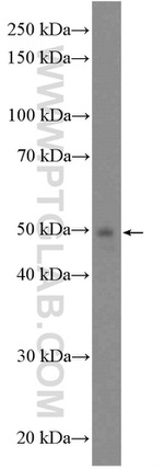 GCDH Antibody in Western Blot (WB)