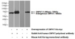 GNPAT Antibody in Western Blot (WB)
