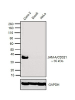 CD321 (F11R) Antibody