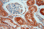GALNS Antibody in Immunohistochemistry (Paraffin) (IHC (P))