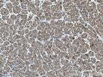GALNS Antibody in Immunohistochemistry (Paraffin) (IHC (P))