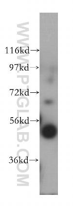 BLMH Antibody in Western Blot (WB)