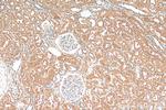 RPS15A Antibody in Immunohistochemistry (Paraffin) (IHC (P))