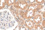 RPS15A Antibody in Immunohistochemistry (Paraffin) (IHC (P))