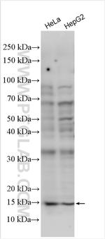 RPS15A Antibody in Western Blot (WB)