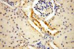 OVCA2 Antibody in Immunohistochemistry (Paraffin) (IHC (P))