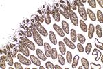 ARIH1 Antibody in Immunohistochemistry (Paraffin) (IHC (P))