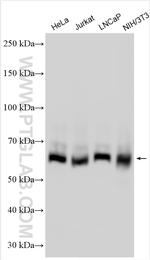 ARIH1 Antibody in Western Blot (WB)