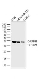 GAPDH Monoclonal Antibody (FF26A), eBioscience™