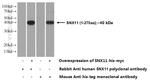 SNX11 Antibody in Western Blot (WB)
