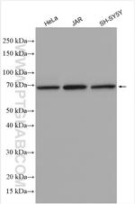 BEGAIN Antibody in Western Blot (WB)