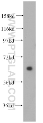 BEGAIN Antibody in Western Blot (WB)