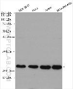 RBM8A/Y14 Antibody in Western Blot (WB)