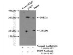 POP7 Antibody in Immunoprecipitation (IP)