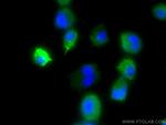 Chromogranin B Antibody in Immunocytochemistry (ICC/IF)