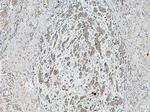 TRMT1 Antibody in Immunohistochemistry (Paraffin) (IHC (P))