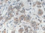 TRMT1 Antibody in Immunohistochemistry (Paraffin) (IHC (P))