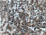 LEF1 Antibody in Immunohistochemistry (Paraffin) (IHC (P))