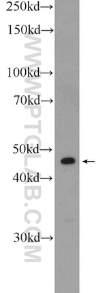 HNRNPF Antibody in Western Blot (WB)