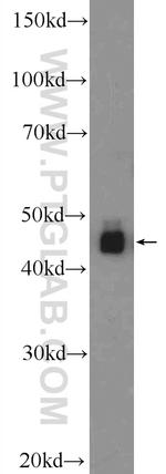 HNRNPF Antibody in Western Blot (WB)