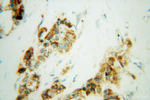 UQCRQ Antibody in Immunohistochemistry (Paraffin) (IHC (P))